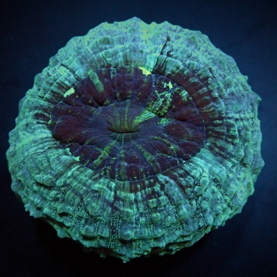 Coral marinho redondo verde e roxo com padrões fluorescentes