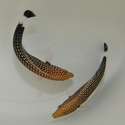 Dois peixes com manchas brancas e cauda preta num recipiente claro