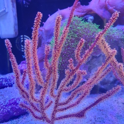 Coral alaranjado em aquário com fundo azul e plantas aquáticas