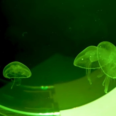 Medusas transparentes iluminadas em aquário circular com luz verde e texto 'Kreisl'