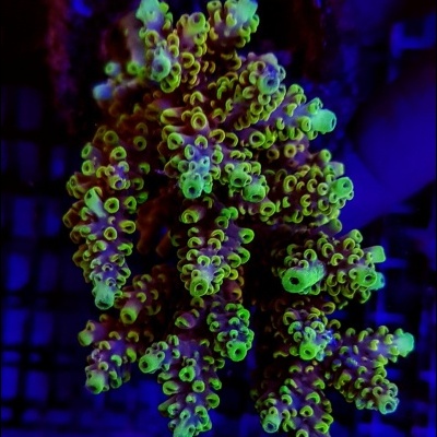 Coral marinho verde fluorescente sob luz azul