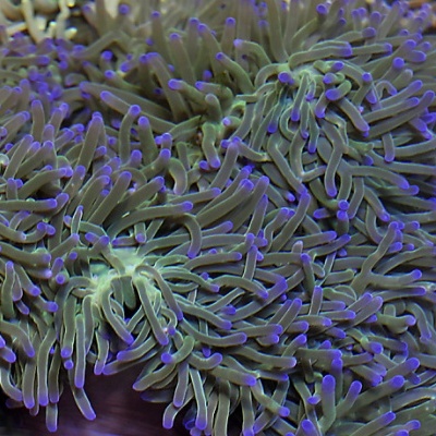 Anêmonas do mar verdes com pontas lilás e textura ondulada