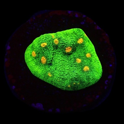 Coral verde fluorescente com manchas amarelas sobre fundo escuro