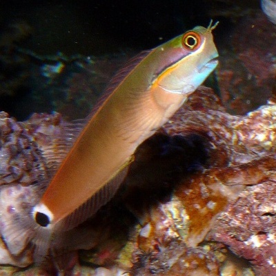 Peixe marinho castanho em fundo rochoso com corais