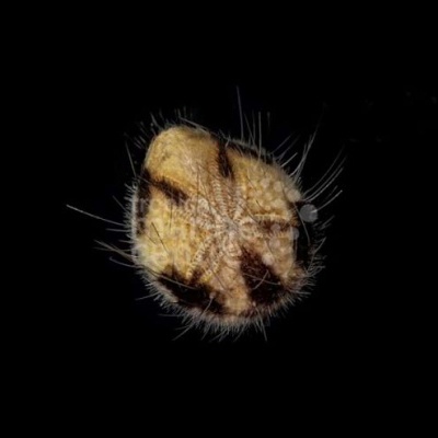 Inseto arredondado com pêlos e manchas castanhas sobre fundo preto