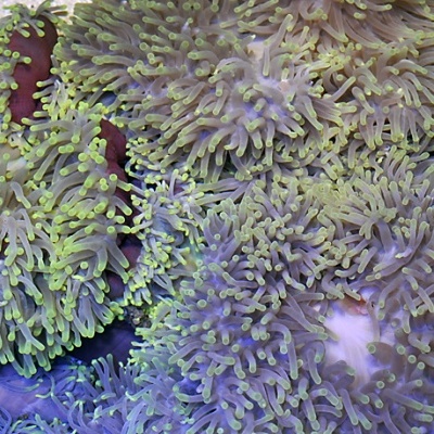 Anémonas do mar multicoloridas com tentáculos ondulados