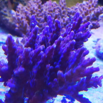 Coral roxo ramificado em ambiente subaquático
