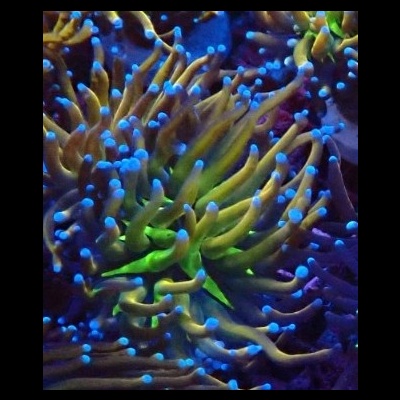 Anémonas marinhas com tentáculos azuis e verdes com pontas azul-claro fluorescentes