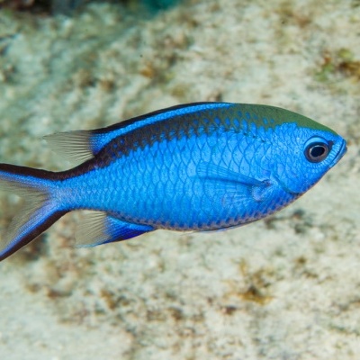Peixe azul brilhante num fundo aquático