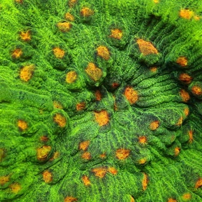 Coral verde com nódulos alaranjados e textura rugosa