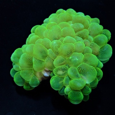Coral marinho verde fluorescente em fundo escuro