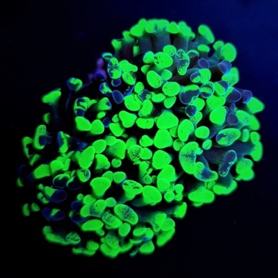 Coral luminescente verde e azul em fundo preto