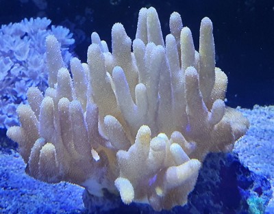 Coral branco amarelado com textura rugosa em fundo aquático azul escuro
