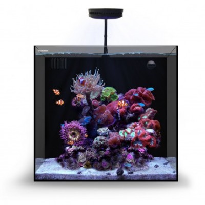 Aquário quadrado com corais coloridos e peixes-palhaço