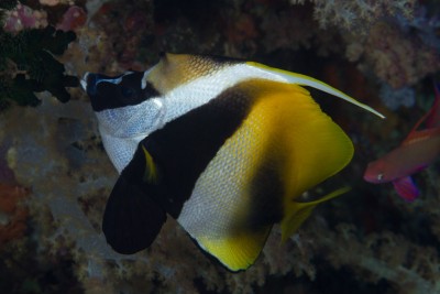Peixe marinho colorido com manchas pretas e amarelas em ambiente subaquático