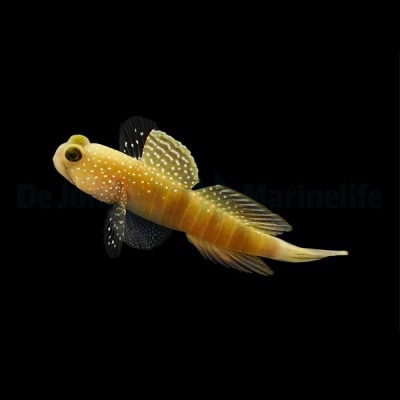 Peixe goby amarelo com manchas brancas em fundo preto
