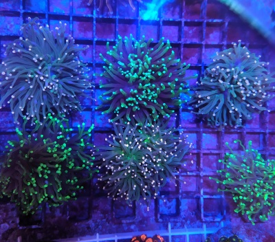 Sete anêmonas do mar verdes e azuis sobre uma grade azul