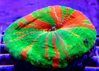 Coral verde com listras vermelhas e laranja sobre uma grade branca