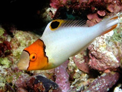 Peixe colorido com cabeça laranja e corpo branco sobre fundo de rochas