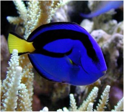 Peixe cirurgião azul com cauda amarela entre corais brancos