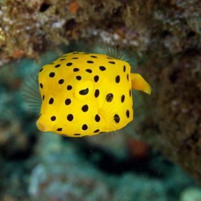 Peixe amarelo com manchas pretas em forma de cubo em ambiente coralino
