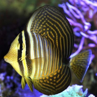 Peixe tropical amarelo e preto em aquário com coral roxo