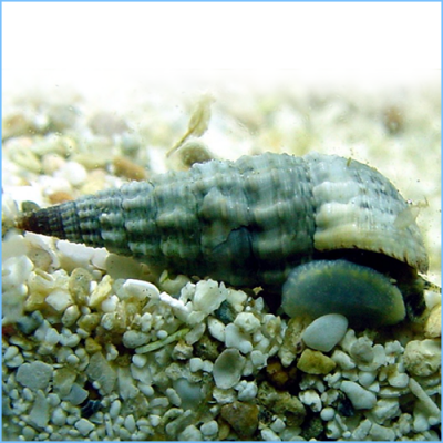 Concha de mar espiral cinza e branca sobre areia e seixos