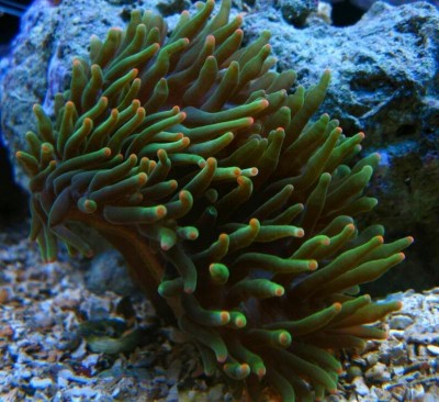 Anémona marinha verde com pontas laranja em aquário