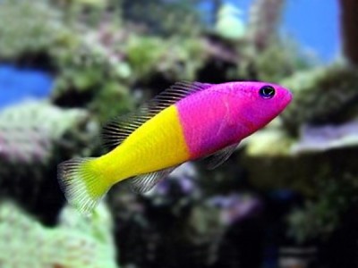 Peixe rosa e amarelo em aquário com corais e plantas