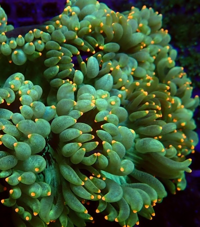 Anémona de mar verde com pontas amareladas em fundo escuro