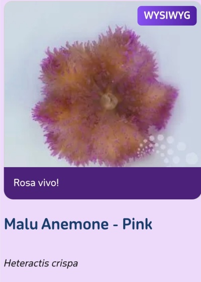 Anémona do mar rosa com textura filamentosa