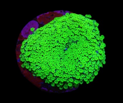 Coral fluorescente verde sobre base rochosa vermelha e roxa