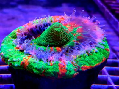 Coral vibrante multicolorido sobre uma grade metálica em ambiente aquático