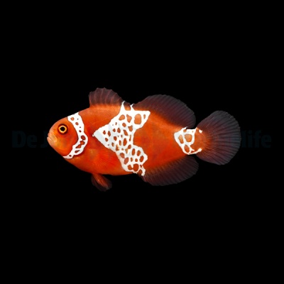 Peixe-palhaço laranja com manchas brancas num fundo preto