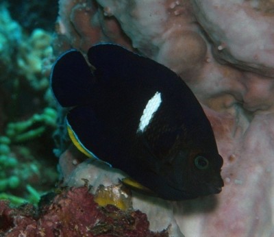 Peixe preto com mancha branca num ambiente de coral
