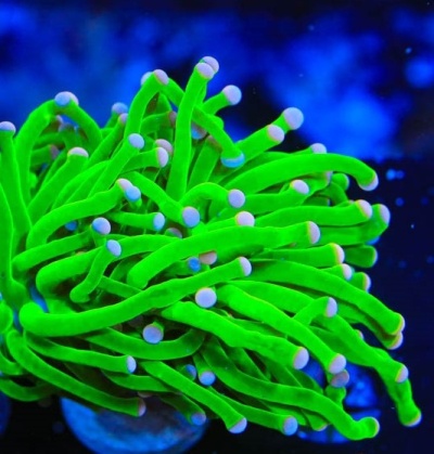 Coral verde fluorescente com pontas brancas em fundo azul