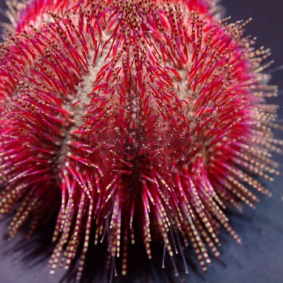 Ouriço-do-mar vermelho com espinhos longos em close-up