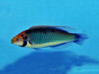 Peixe colorido azul e laranja em aquário azul