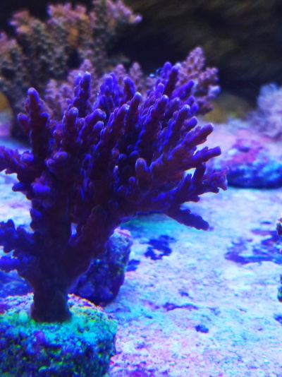 Coral marinho roxo com base verde submerso em ambiente aquático colorido