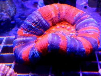 Coral marinho vermelho e roxo com textura rugosa sobre grade plástica branca