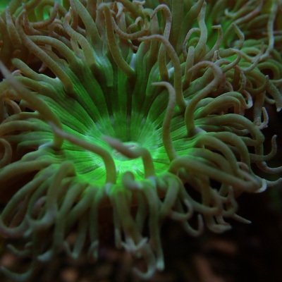 Anémona verde com tentáculos marrons e centro iluminado