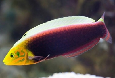 Peixe colorido com cabeça amarela e corpo roxo e rosa em água