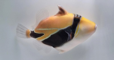 Peixe tropical amarelo, preto e branco em fundo branco