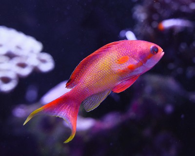 Peixe tropicaI rosa e laranja num aquário azul