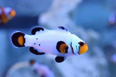 Peixe-palhaço branco com manchas pretas e laranja num aquário