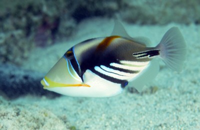 Peixe tropical colorido com listras e manchas