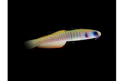 peixe pequeno translúcido com cores amarelas e roxas em fundo preto