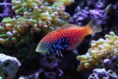 Peixe tropical vermelho e azul em aquário com corais
