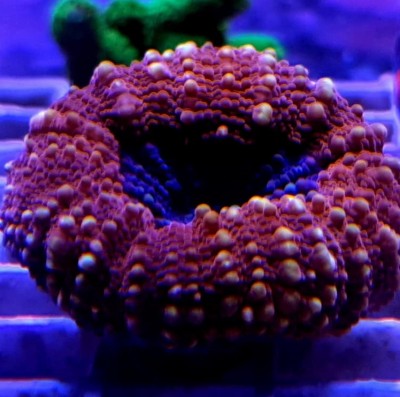 Coral marinho vermelho e azul com manchas amarelas sobre grade branca