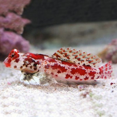 Peixe branco com manchas vermelhas em aquário